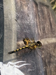 Celithemis martha