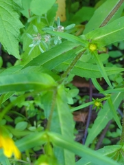 Asteraceae