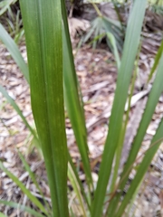 Chasmanthium sessiliflorum
