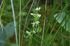 Platanthera