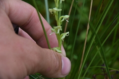 Platanthera