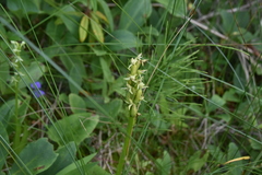 Platanthera