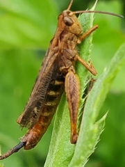 Entomophaga grylli