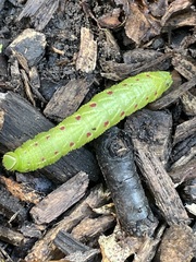 Paonias excaecata