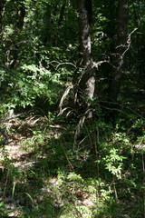 Bromus benekenii