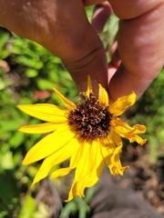 Helianthus pauciflorus