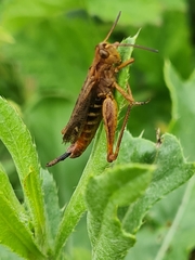 Entomophaga grylli