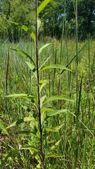 Helianthus pauciflorus