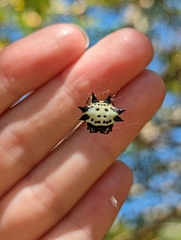Gasteracantha cancriformis