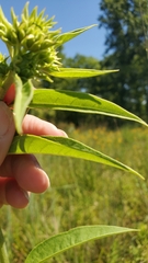 Helianthus pauciflorus