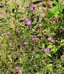 Agalinis tenuifolia