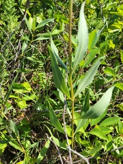 Helianthus pauciflorus