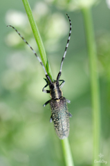Agapanthia villosoviridescens