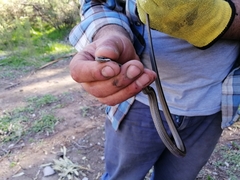 Philodryas chamissonis