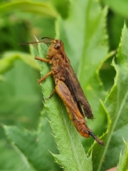 Entomophaga grylli