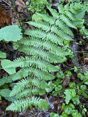 Dryopteris marginalis