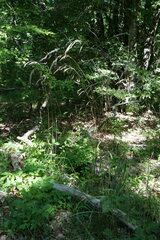Bromus benekenii
