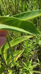 Helianthus pauciflorus