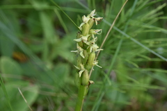 Platanthera