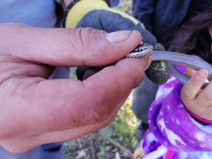 Philodryas chamissonis