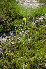 Hieracium villosum