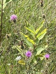 Cirsium discolor