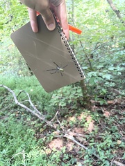 Trichonephila clavata