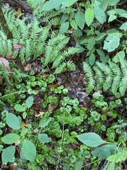 Dryopteris marginalis
