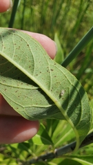 Helianthus pauciflorus