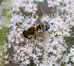 Eristalis nemorum