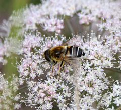 Eristalis nemorum