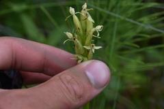 Platanthera