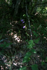 Campanula bononiensis