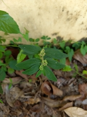 Euphorbia hirta
