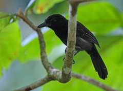 Thamnophilus bridgesi