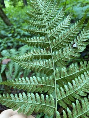 Dryopteris marginalis
