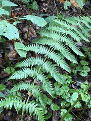 Dryopteris marginalis