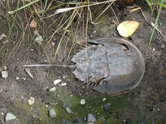 Limulus polyphemus