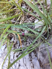 Leiobunum roseum