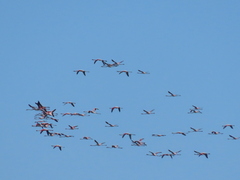 Phoenicopterus roseus