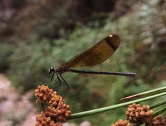 Calopteryx haemorrhoidalis