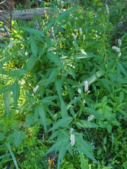 Persicaria