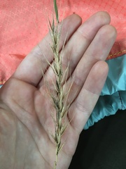 Elymus glabriflorus
