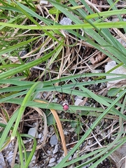 Leiobunum roseum