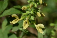 Salvia glutinosa