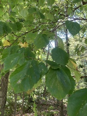 Hamamelis