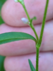 Persicaria