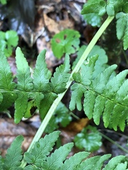 Dryopteris marginalis