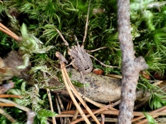 Odiellus spinosus