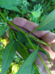 Persicaria